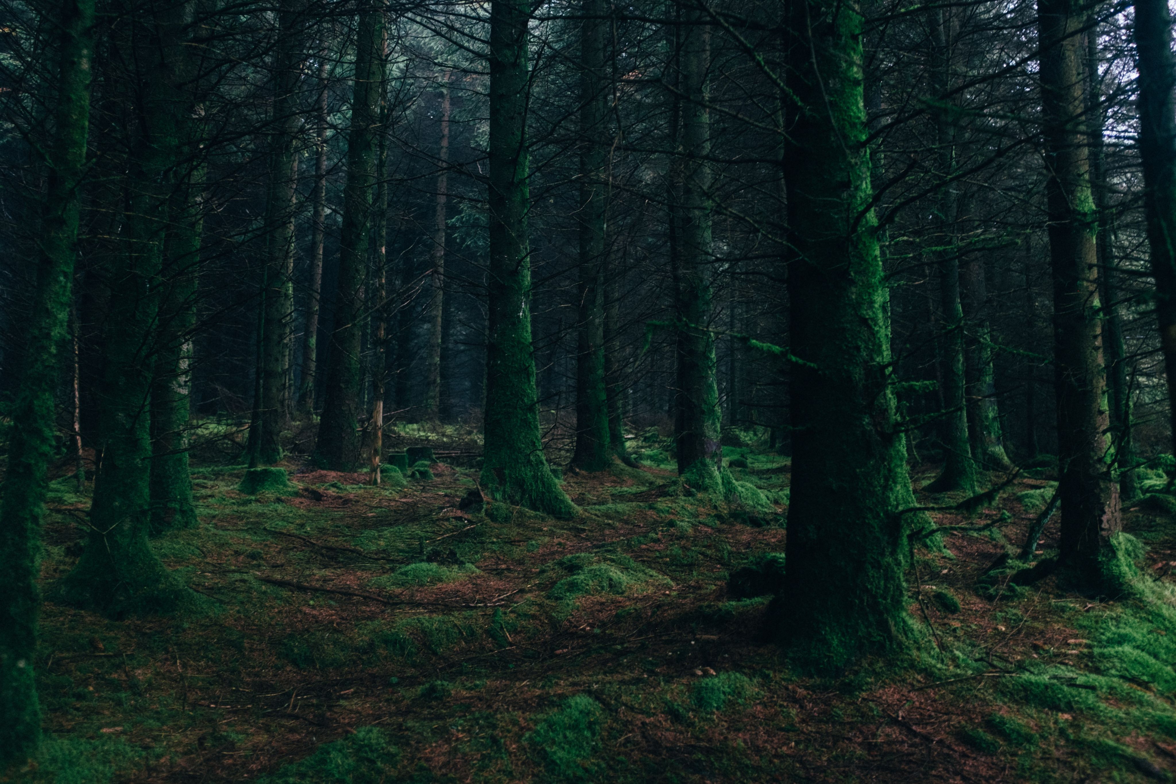A dark forest located in Ireland. There are multiple trees covered in ivy and moss. The moss also covers the forest floor.